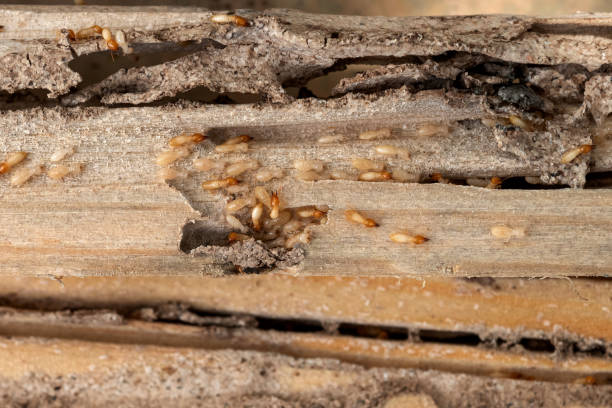 Best Termite Control Services  in Atoka, TN