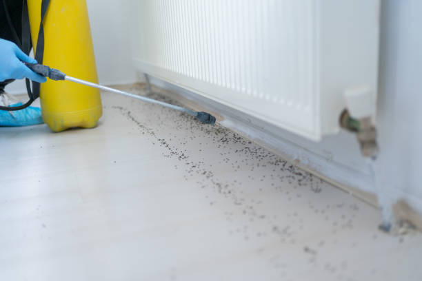 Best Flea Control Services  in Atoka, TN